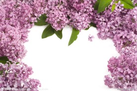丁香花