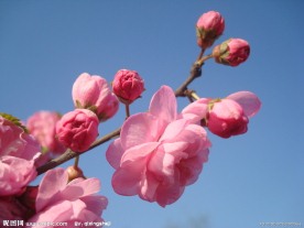 春天桃花