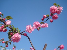 春天桃花