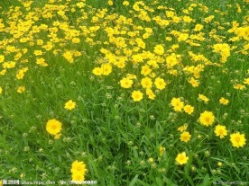 野菊花
