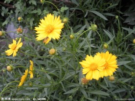 小黄花与蜜蜂