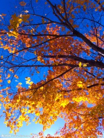 红叶 蓝天