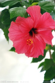 扶桑花