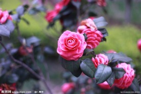 小区的花