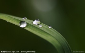 植物上的露珠