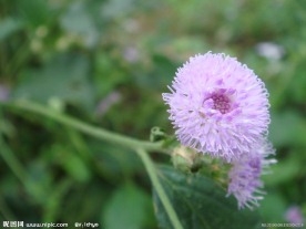野花草