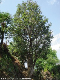 茶树