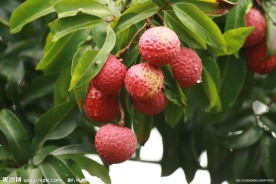 荔枝