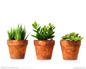 高清室内盆栽植物