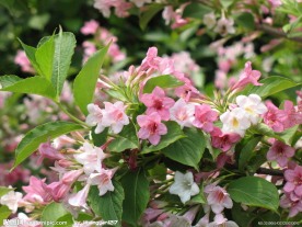繁花似锦