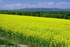 油菜花
