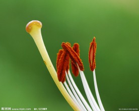 百合花蕊微距
