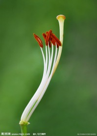百合花蕊微距