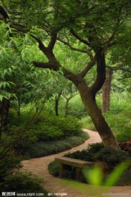 林荫小道