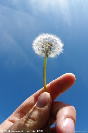 手握蒲公英 高清素材