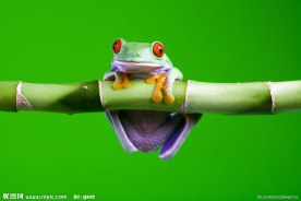 超高超大红眼树蛙