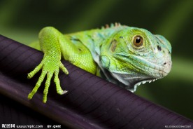 超高超大变色龙