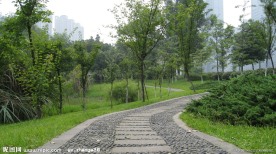 林荫小道