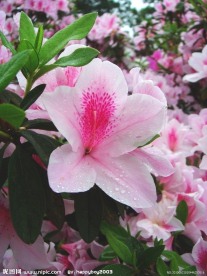 孙文纪念公园的杜鹃花