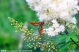 蝶恋花