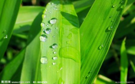 绿叶水珠