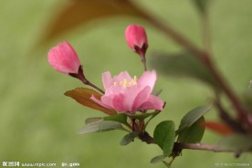 山茶花