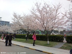 同济樱花