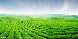 茶海