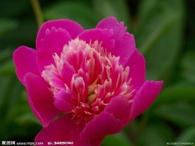 刺梅花