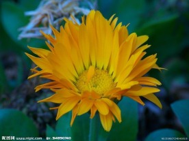 金鸡菊