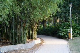 竹林小路