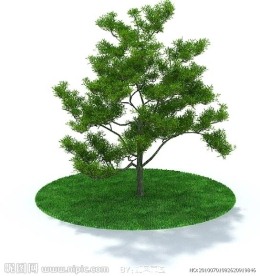 精美树木3D模型