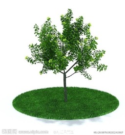 3D精细树木模型