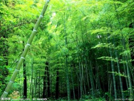 竹林