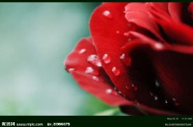 茶花