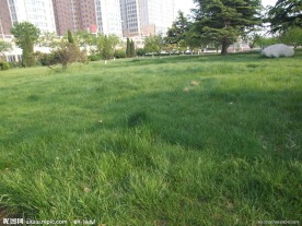 草地