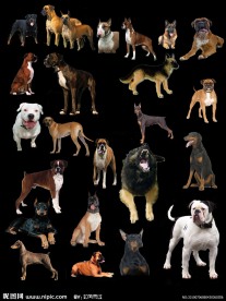 多款狗PSD分层素材