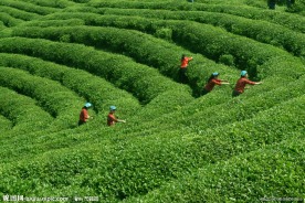 茶园风光