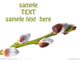 清新感觉的植物高清图片