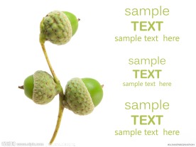 清新感觉的植物高清图片