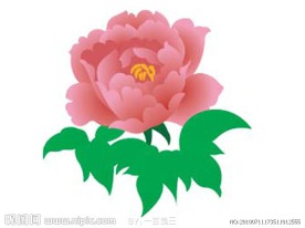 牡丹花