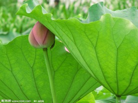 荷花蕾
