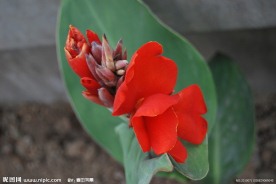 美人蕉