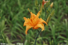 黄花