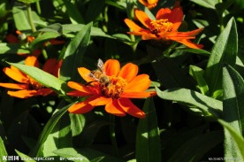 太阳菊