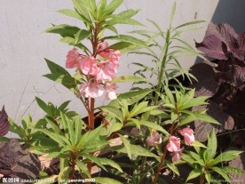 凤仙花