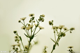 野菊花