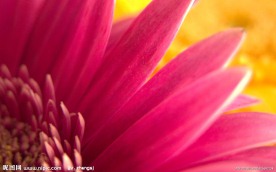 花卉特写