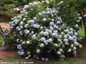 八仙花