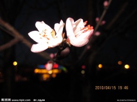 两朵桃花